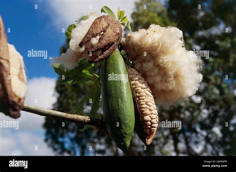 Kapok fruit hi-res stock photography and images - Alamy