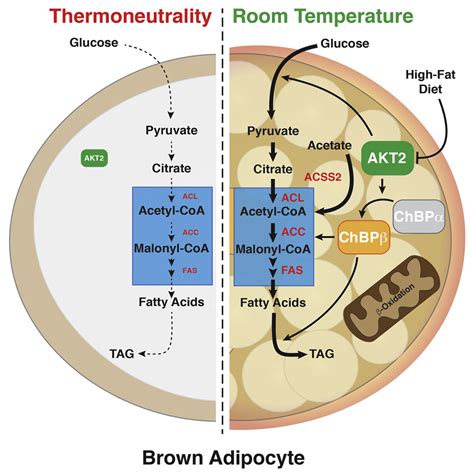 Brown Fat AKT2 Is a Cold-Induced Kinase that Stimulates ChREBP-Mediated De Novo Lipogenesis to ...