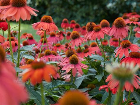 Burpee Seeds and Plants - Home Garden, Vegetable Seeds, Annual Flowers - Burpee