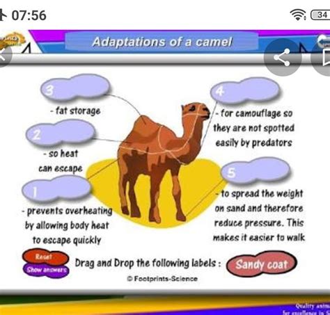 Camel Adaptations