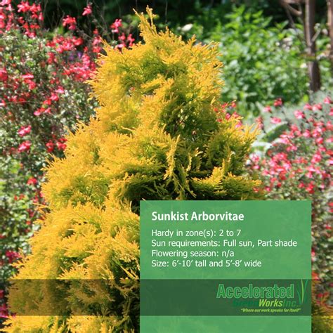 Sunkist Arborvitae | Arborvitae, Shrubs, Landscape design