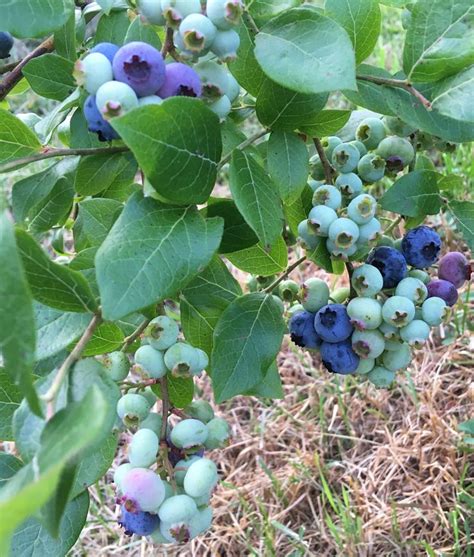 Waiting patiently for my Maine blueberries #Mainephotography #Maine #blueberries # ...