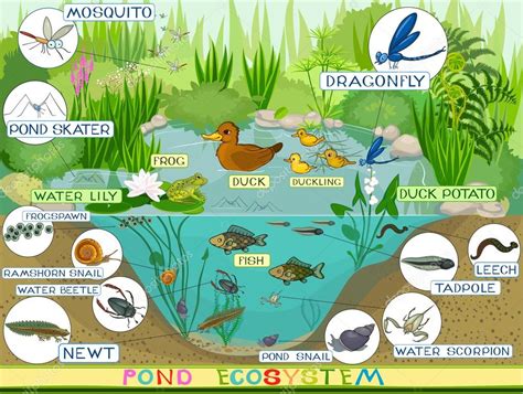 Pond Ecosystem Cartoon