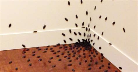 Cockroach Infestation, Safeguard Pest Control | Mooloolaba, Buderim, Coolum