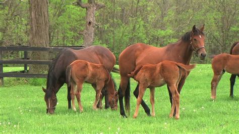 Foal Nursing Stock Footage Video 203158 - Shutterstock