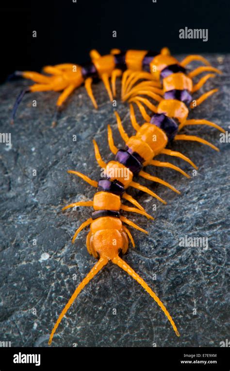 Scolopendra Gigantea Head