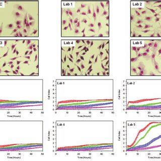 Profiling of HeLa cell lines. (A) Morphology of HeLa isolates. HeLa ...