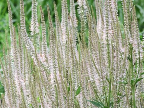 Veronicastrum virginicum F. Roseum 'Pink Glow' (Culver's Root)