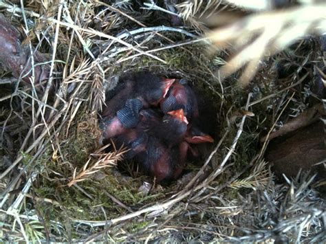 Dunnock nest | Dickies with young in ornamental cypress. | SteveLeoEvans | Flickr