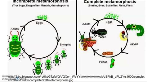 2nd grade science insect life cycle - YouTube