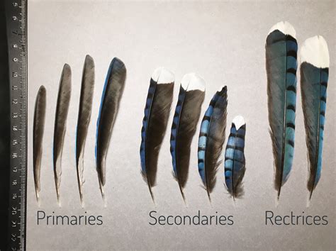 Unusual Blue Jay feathers: part one – Found Feathers