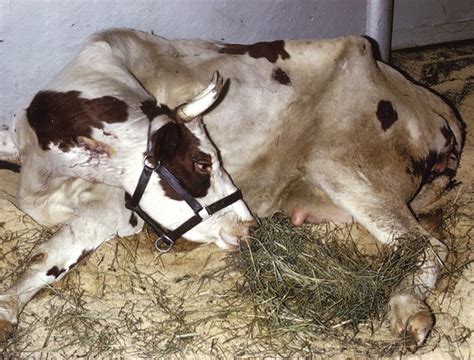 Treatment of milk fever in dairy cattle | Vet Times