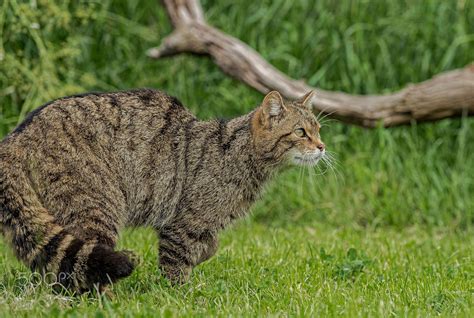 Scottish Wildcat Series (2) - Taken at the British Wildlife Centre in ...