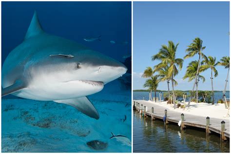 Man Loses Foot After Hawaii Shark Attack - TrendRadars UK