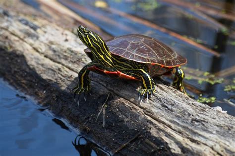 Painted Turtle Care Sheet | ReptiFiles