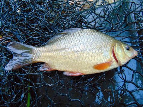 crucian carp | look ye also