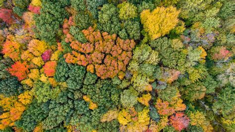 Map: Here's when fall colors will peak in Michigan | wzzm13.com