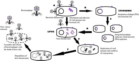 Mechanism of action of bacteriophage therapy: After bacteriophage ...