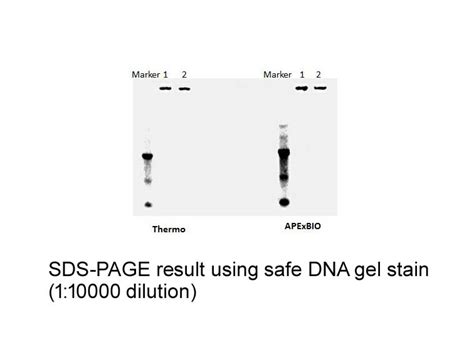 APExBIO - SYBR Safe DNA Gel Stain | DNA Stains