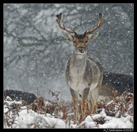 Snowy deer - Deer & Animals Background Wallpapers on Desktop Nexus (Image 845398)