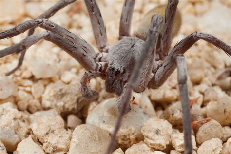 This surprisingly huge, cave-dwelling spider is a brand new species | New Species | Earth Touch News