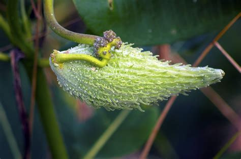 Milkweed Seeds