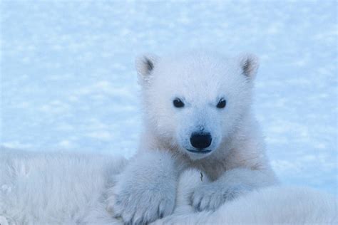 Threats to Polar Bear Denning Area | Polar Bears International