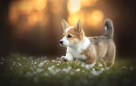 Wallpaper each, dog, Corgi images for desktop, section собаки - download