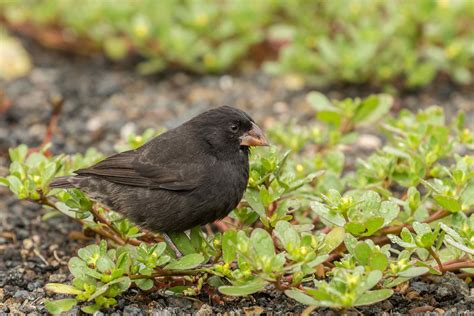 Medium Ground Finch - Dutch Birding