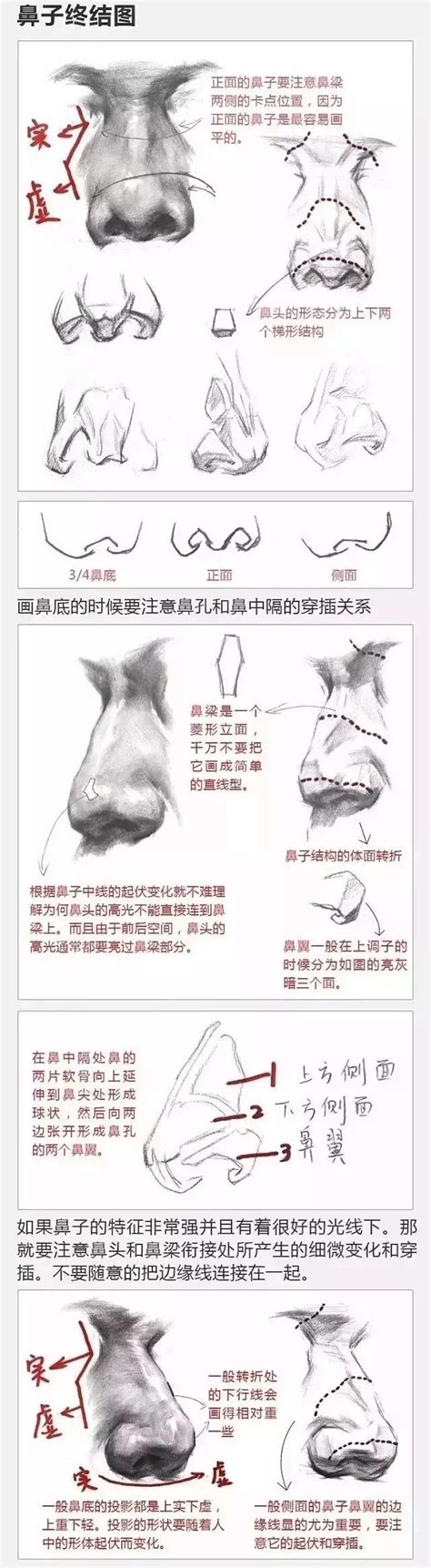 素描鼻子结构图,素描耳朵图,初学者画鼻子的图_大山谷图库