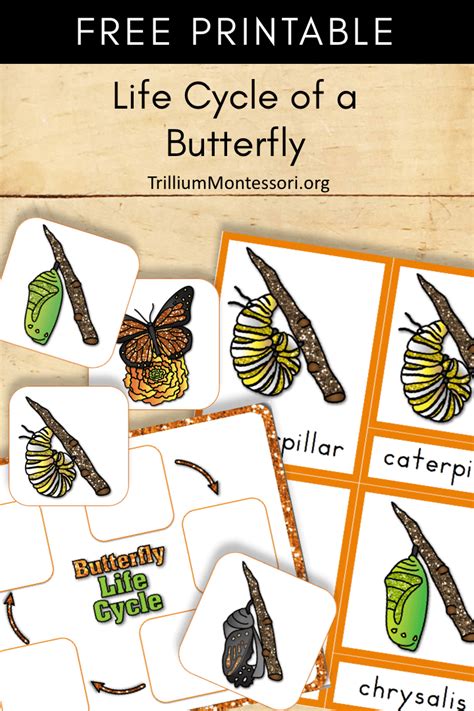 Free Printable: Life Cycle of a Butterfly