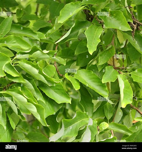 Leaves of the Cucumber tree, Magnolia acuminata Stock Photo - Alamy