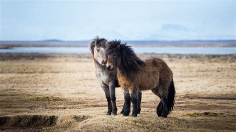 Icelandic Horse Facts, Origin, History, Gaits, Pictures