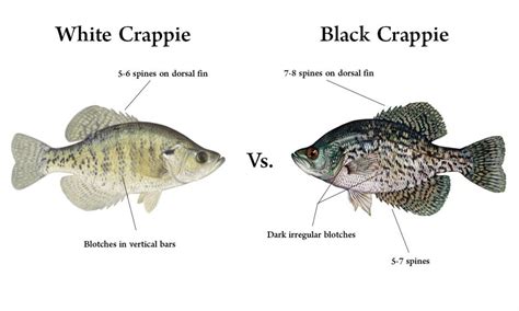 Crappie: White & Black | Species Breakdown