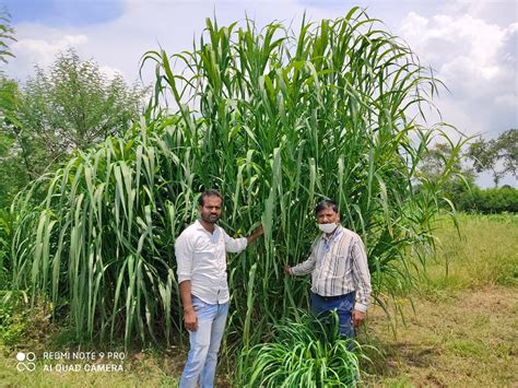 Fodder Development - Muktaa Milk | Muktaa Dairy | Milk Producer Company