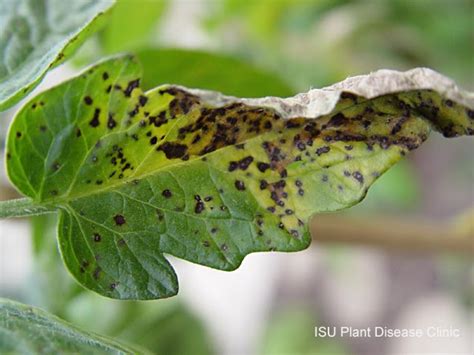 Tomato Season Race: Septoria leaf spot of tomato caused by the fungus ...