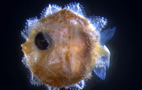 Rare baby sunfish reveal early life of one of the ocean’s weirdest fish ...