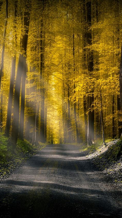 1366x768px, 720P free download | Beautiful forest, asphalt, light, nature, road, sun, tree ...