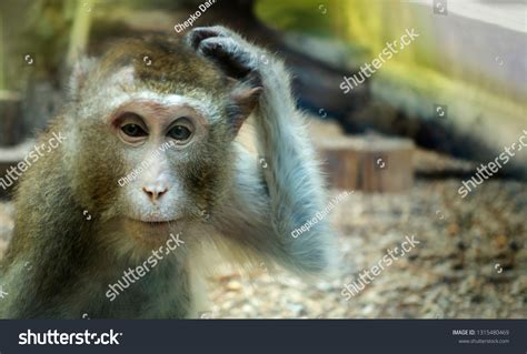 666 Monkey Scratching Head Images, Stock Photos, 3D objects, & Vectors | Shutterstock