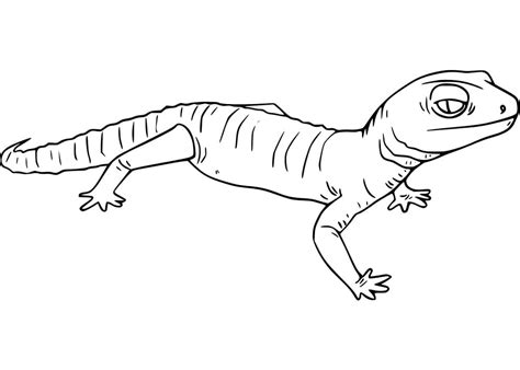 Gecko Coloring Pages - Free Printable Coloring Pages for Kids