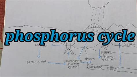 phosphorus cycle diagram| easy way to understand biogeochemical cycle of phosphorus| - YouTube