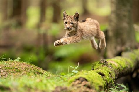 Rewilding Europe launches ambitious new strategy for 2030 | Rewilding ...