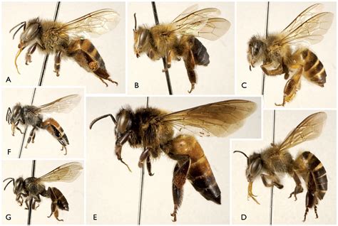 Native North American Honey Bees? – Native Beeology