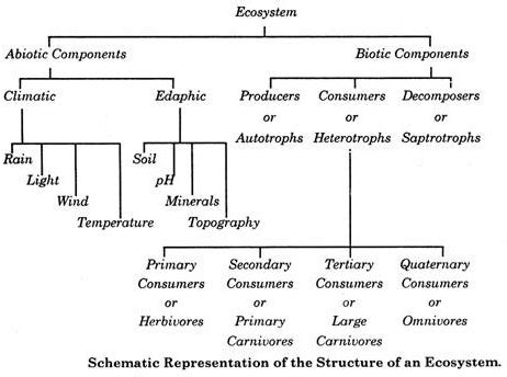 Ecosystems: Concept, Structure and Functions of Ecosystems (with diagram) | Abiotic, Ecosystems ...