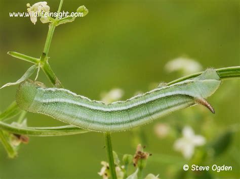 Hummingbird Hawkmoth and caterpillar