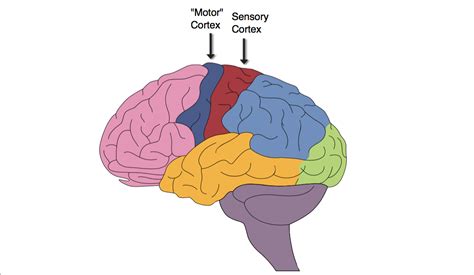 Somatosensory And Motor Cortex - impremedia.net