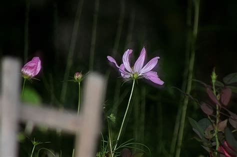 Night Photos Of Garden Flowers