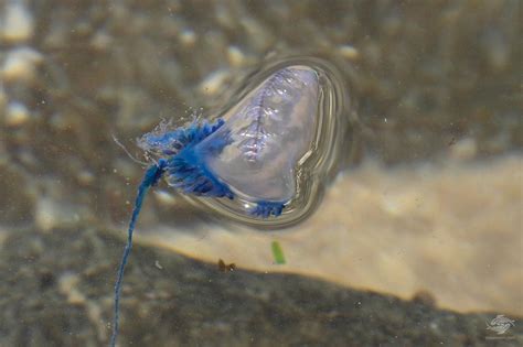 Where Do Blue Bottle Jellyfish Live - Best Pictures and Decription Forwardset.Com