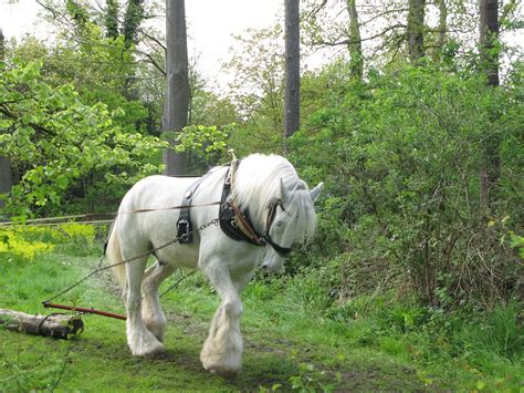 Wildlife and Flowers: SHIRE HORSES A FORGOTTEN BREED