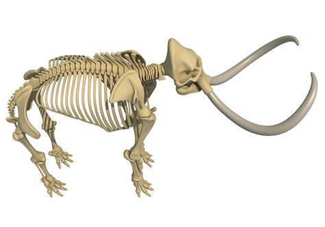 Skeleton Mammoth Elephant 3D Model - TurboSquid 1234398